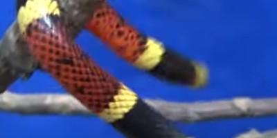 Nassau County snake